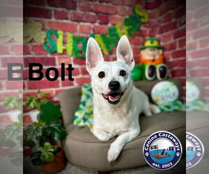 Bolt - Male Jack Russell Terrier Dog for Adoption - Photo #5