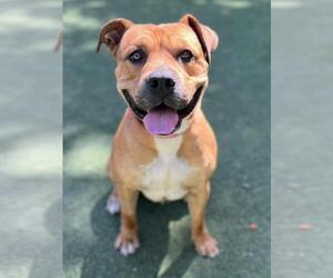 Staffordshire Bull Terrier Dogs for adoption in Woodland, CA, USA
