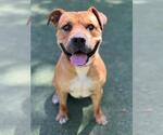 Small Staffordshire Bull Terrier
