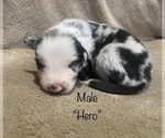 Small Photo #2 Border Collie Puppy For Sale in EDEN, AL, USA