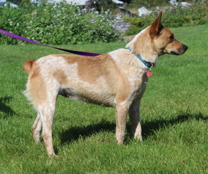 Mother of the Australian Cattle Dog puppies born on 04/15/2026