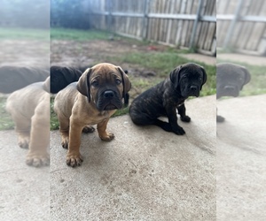 Cane Corso Puppy for sale in MESQUITE, TX, USA
