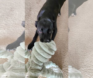 Nova - Female American Pit Bull Terrier-Labrador Retriever Mix Dog for Adoption - Photo #3
