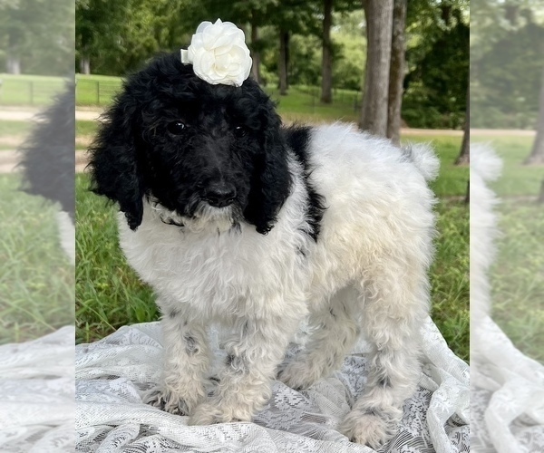 Medium Photo #1 Poodle (Standard) Puppy For Sale in CALICO ROCK, AR, USA