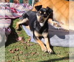 Small Chihuahua Mix