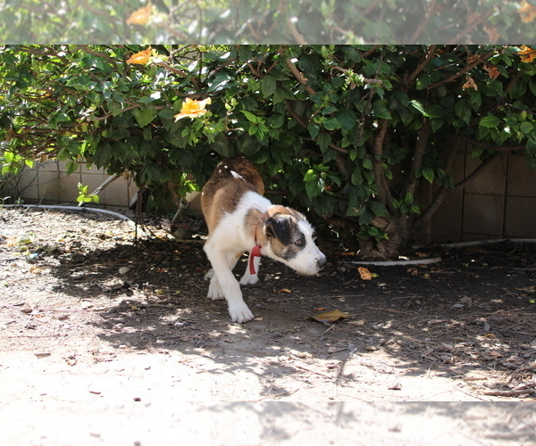 Medium Photo #4 Border-Aussie Puppy For Sale in CAMARILLO, CA, USA