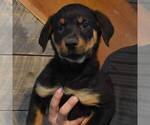 Small Photo #1 Rottweiler Puppy For Sale in MOHRSVILLE, PA, USA