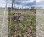 Small #10 Mutt