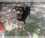 Small Doberman Pinscher Mix