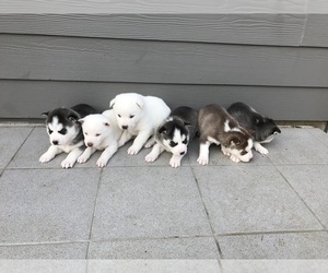 Siberian Husky Puppy for sale in VANCOUVER, WA, USA