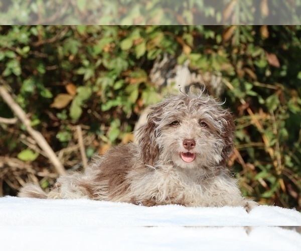 Medium Photo #2 ShihPoo Puppy For Sale in DYERSBURG, TN, USA