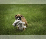 Small #7 Boxer