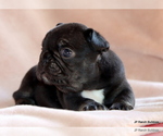 Puppy 1 French Bulldog