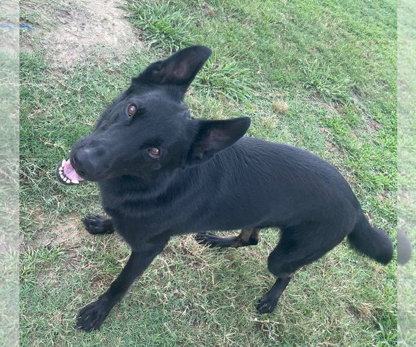 Medium Photo #2 German Shepherd Dog Puppy For Sale in La Grange , NC, USA