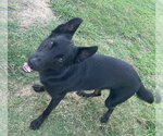 Small #1 German Shepherd Dog