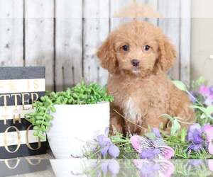 Cock-A-Poo Puppy for sale in MOUNT VERNON, OH, USA