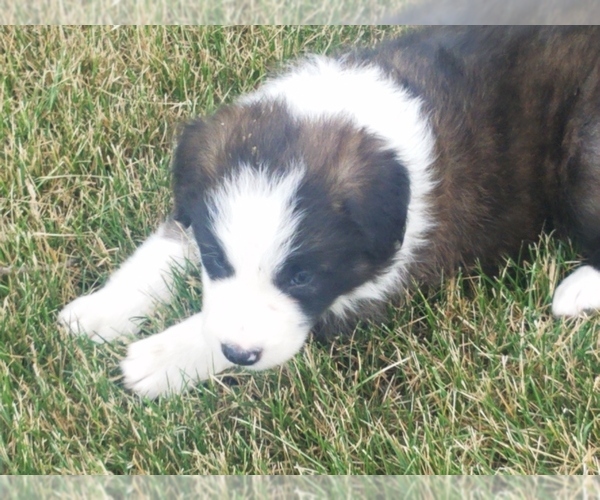 Medium Photo #1 Border Collie Puppy For Sale in BRAYTON, IA, USA