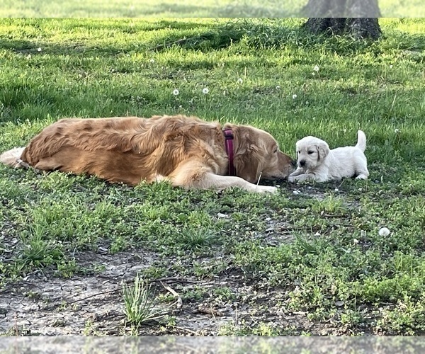 Medium Photo #18 Golden Retriever Puppy For Sale in MCKINNEY, TX, USA