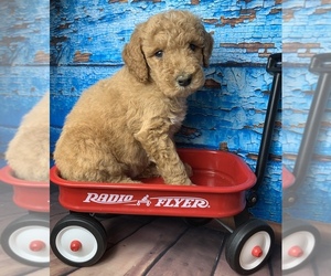 Goldendoodle-Poodle (Standard) Mix Puppy for sale in FREDERICKTOWN, MO, USA