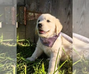 English Cream Golden Retriever Puppy for sale in EVERETT, WA, USA