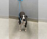ROCA - Female Mutt Dog for Adoption - Small photo