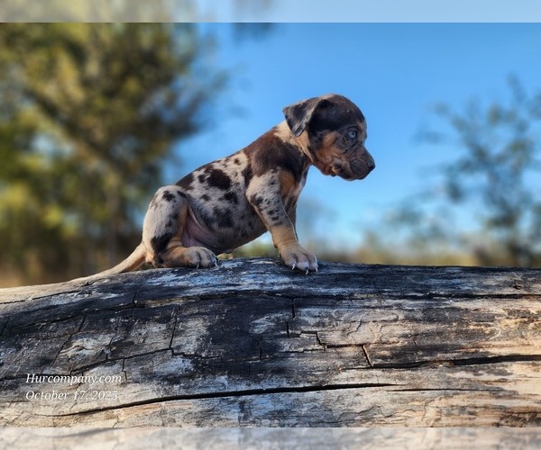 Medium Photo #12 Catahoula Leopard Dog Puppy For Sale in CUMBY, TX, USA