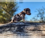 Small #11 Catahoula Leopard Dog