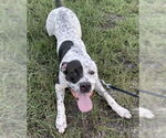 Small American Bulldog-Pointer Mix