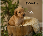 Puppy 4 Goldendoodle-Poodle (Standard) Mix