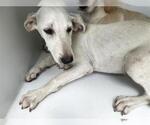 Small Labrador Retriever