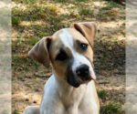 Small Labrador Retriever Mix