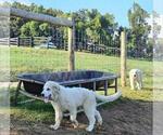Small Photo #5 Great Pyrenees Puppy For Sale in FLOYD, VA, USA