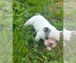 Small #14 French Bulldog
