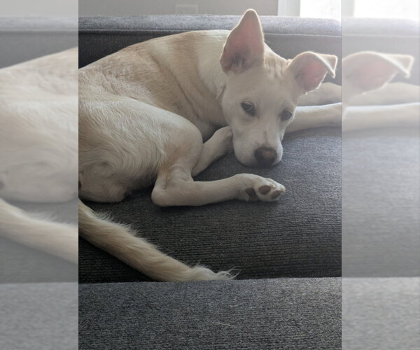 Medium Photo #2 American Staffordshire Terrier-Siberian Husky Mix Puppy For Sale in San Diego, CA, USA