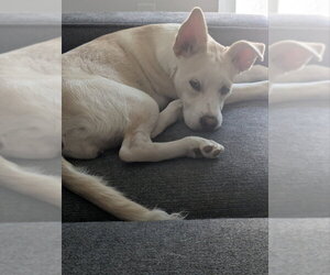 Akari - Female American Staffordshire Terrier-Siberian Husky Mix Dog for Adoption - Photo #2