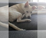 Small Photo #2 American Staffordshire Terrier-Siberian Husky Mix Puppy For Sale in San Diego, CA, USA