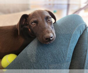 Della - Female Mutt Dog for Adoption - Photo #4