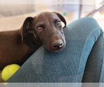 Small Photo #4 Mutt Puppy For Sale in Mooresville, NC, USA