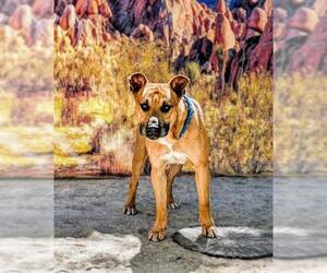 Mutt Dogs for adoption in Riverside, CA, USA