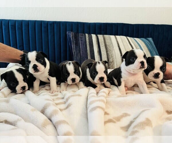 Medium Photo #1 Boston Terrier Puppy For Sale in CARMICHAEL, CA, USA