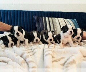 Boston Terrier Puppy for Sale in CARMICHAEL, California USA