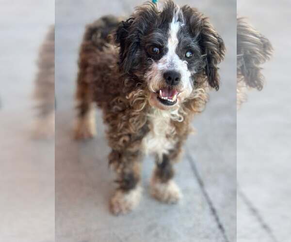 Medium Photo #1 Poodle (Toy)-Unknown Mix Puppy For Sale in Pittsburg, CA, USA