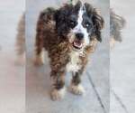 Small Poodle (Toy) Mix