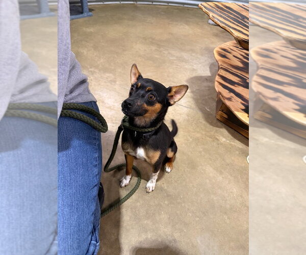 Medium Photo #3 Chihuahua-Unknown Mix Puppy For Sale in Pierceton , IN, USA