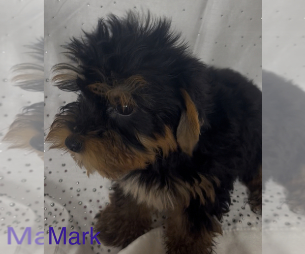 Medium Photo #2 Yorkshire Terrier Puppy For Sale in AZLE, TX, USA
