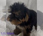 Small #1 Yorkshire Terrier