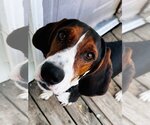 Small Photo #3 Treeing Walker Coonhound Puppy For Sale in virginia beach, VA, USA