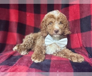 Cock-A-Poo Puppy for sale in LAKELAND, FL, USA