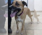 Small #2 Boxer Mix