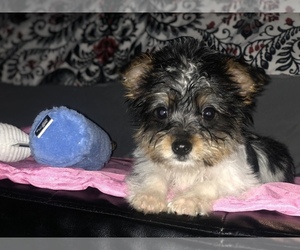 YorkiePoo Puppy for sale in HYATTSVILLE, MD, USA